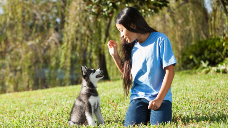 Mound puppy training at go anywhere dog: puppy training, puppy classes, in-home puppy training, in-home dog training, dog training classes, fear and aggression training