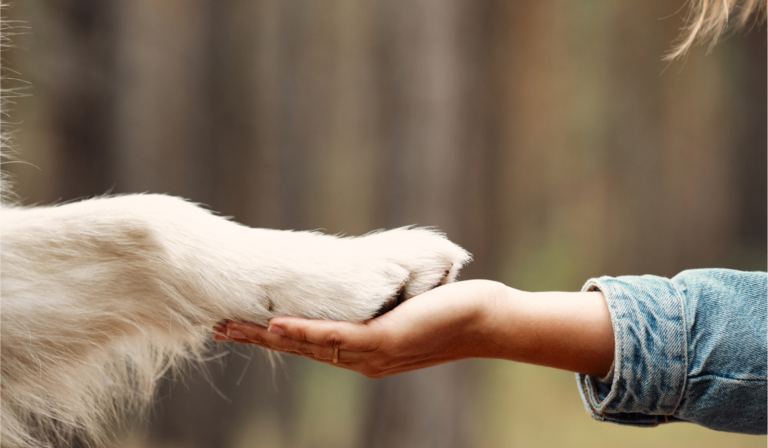 A dog gently placing their paw in a human’s open hand, symbolizing trust, emotion, and communication.
