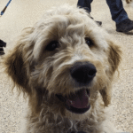 Minneapolis puppy at lake harriet during a go anywhere dog outing class