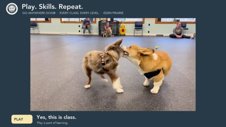 Two dogs play together at Go Anywhere Dog Puppy Training School in Eden Prairie, Minnesota, beneath the title Play. Skills. Repeat.